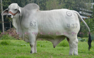 Coco 437/2