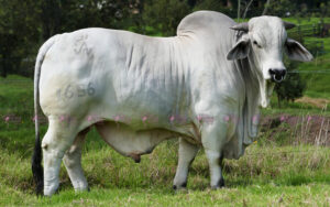 Beck Golfo 1656/1