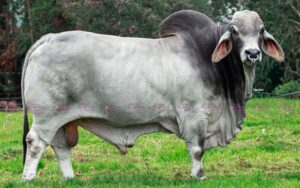 Isaias 584/1
