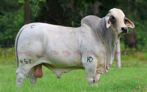 JDH Joel Manso 451 T.E.