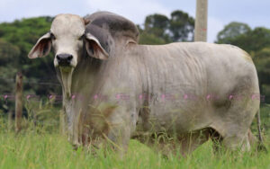 Mr Suva 931/4