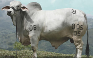 Nerú 005/D5