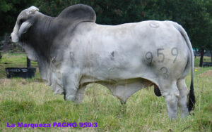 Pacho 959/3