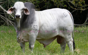 Pancho 1468/0