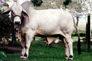 El Vergel 836/7