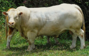 Gaspar