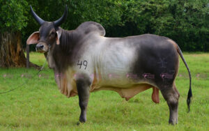 Adriano 667/05
