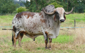Benito