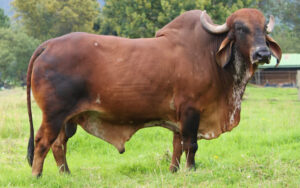 Rodizio