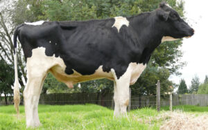 Fortachon