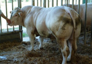 Inra 95