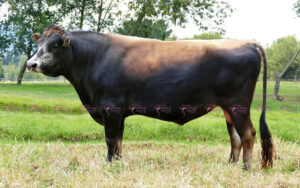 Barrabas