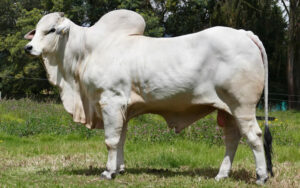 Dobrado