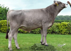 LBB ONYX