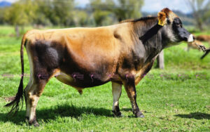 Guineo
