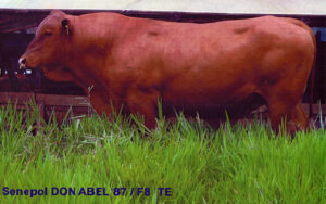 Don Abel
