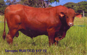 Rústico