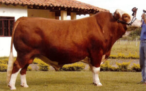 Hippo Homero