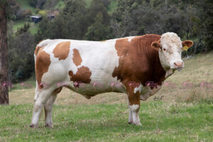 Hs Waterberg Robert 0194