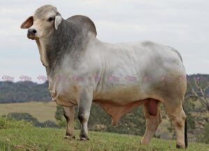 Mr Uber 1143 "Fazu"
