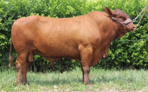 Pacaraima