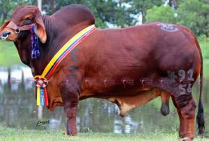 PEGASSO 491/56