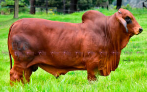Poreño 126/24