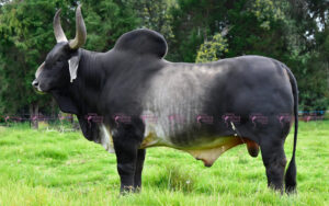 Baldor