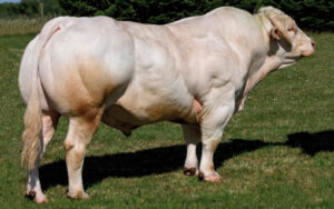 Inra 95