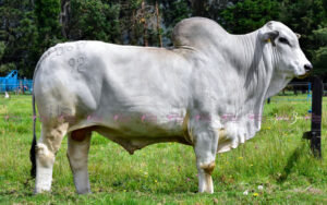 MATAVEN